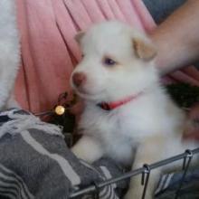 Puppies for sale , pomsky - Latvia, Cesis