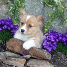 Puppies for sale , welsh corgi, pembroke - Poland, Opole