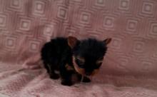 Puppies for sale yorkshire terrier - Ireland, Cork. Price 12 €