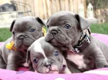 Dogs  free french bulldog - United Kingdom, London