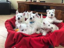 Puppies for sale west highland white terrier - Ireland, Dublin. Price 12 €