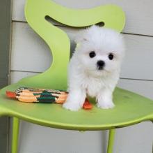 Puppies for sale , maltese puppies - Moldova, Balti