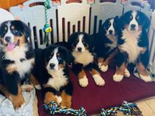Puppies for sale bernese mountain dog - Greece, Thessaloniki. Price 10 €