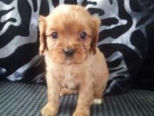 Puppies for sale king charles spaniel - Spain, Badalona. Price 11 €