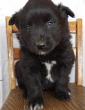 Puppies for sale border collie - Georgia, Zugdidi