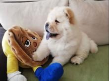 Puppies for sale chow chow - Ireland, Longford