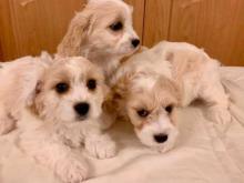 Puppies for sale other breed, cavachon - Ireland, Dublin. Price 12 €