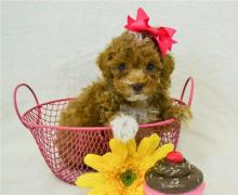 Puppies for sale , poodle puppies - Ukraine, Chernihiv