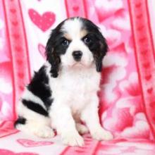 Puppies for sale king charles spaniel - Portugal, Faro