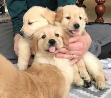 Puppies for sale golden retriever - Czech Republic, Presov