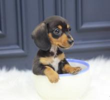 Puppies for sale , dachshund puppies - Ukraine, Dnipropetrovsk