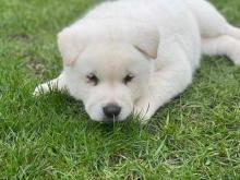 Puppies for sale akita - France, Limoges