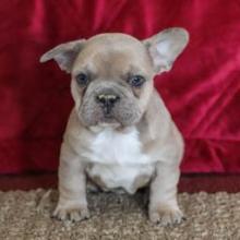 Puppies for sale french bulldog - Ukraine, Kharkiv