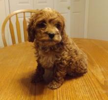 Puppies for sale , cockapoo - United Kingdom, Bristol