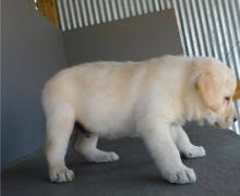 Puppies for sale labrador - Hungary, Budapest