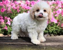 Puppies for sale mixed breed, cavachon - Portugal, Faro