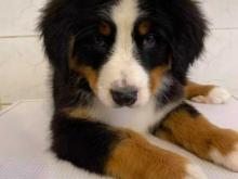 Puppies for sale bernese mountain dog - Belgium, Brussels. Price 12 €