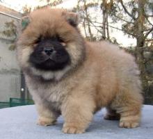 Puppies for sale chow chow - Russia, Moscow. Price 12 €