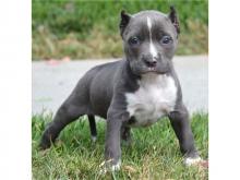 Puppies for sale american pit-bull terrier - Greece, Thessaloniki