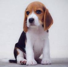 Puppies for sale beagle - Ireland, Dublin