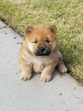 Puppies for sale chow chow - Bulgaria, Plovdiv. Price 12 €