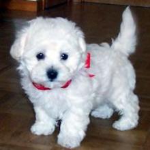 Puppies for sale , bolognese - Netherlands, Amsterdam. Price 11 €