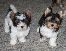 Puppies for sale other breed, biewer terrier - Portugal, Faro