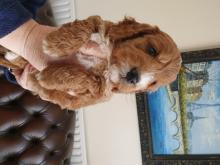 Puppies for sale , cockapoo - Ireland, Cork. Price 11 €