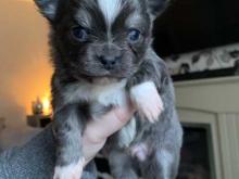 Puppies for sale chihuahua - Portugal, Mirandela