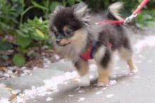 Puppies for sale , pomchi - Ireland, Cork. Price 11 €