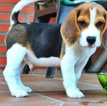 Puppies for sale beagle - Ireland, Kerry