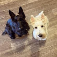 Puppies for sale scotch-terrier - Ireland, Dublin