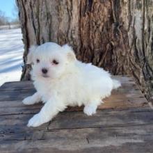 Puppies for sale maltese - USA, Illinois