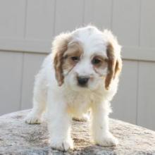 Puppies for sale , cockapoo - Kazakhstan, Pavlodar