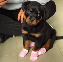 Puppies for sale rottweiler - Germany, Dusseldorf