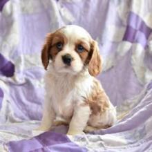 Puppies for sale king charles spaniel - Germany, Cologne