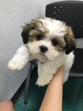 Puppies for sale shih tzu - Canada, Ontario