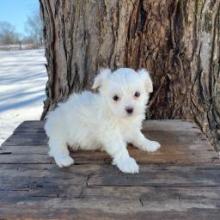 Puppies for sale maltese - USA, Florida