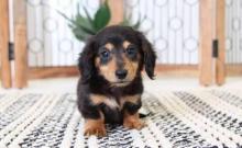 Puppies for sale dachshund - Sweden, Mutal