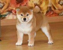 Puppies for sale , shiba inu - Italy, Salerno