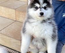 Puppies for sale , pomsky - Spain, Guadalajara