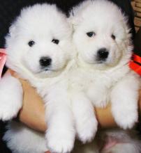 Puppies for sale samoyed dog (samoyed) - USA, Washington