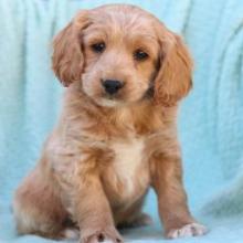 Puppies for sale , cockapoo - Netherlands, Amsterdam