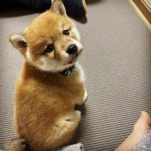 Puppies for sale , shiba inu - Romania, Golden