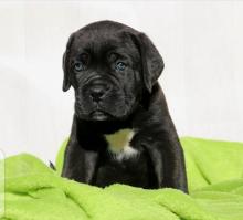 Puppies for sale other breed, cane corso - Ireland, Sligo