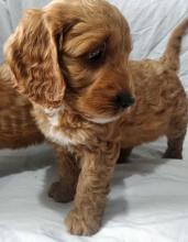 Puppies for sale other breed, cockapoo - Italy, Ancona