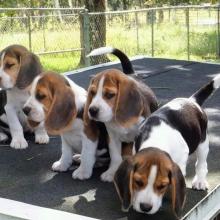 Puppies for sale beagle - Poland, Poznan