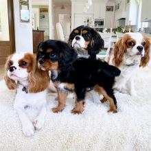 Puppies for sale king charles spaniel - France, Toulouse