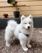 Puppies for sale samoyed dog (samoyed) - Ireland, Dublin