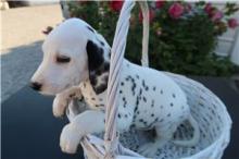 Puppies for sale dalmatian - Belarus, Gomel